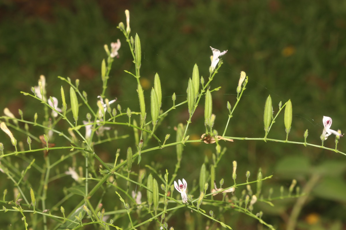 Andrographis paniculata (Burm.f.) Nees